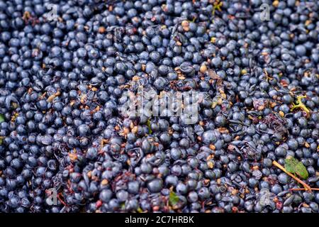Récolte, transformation des raisins, raisins Pinot Noir dans le récipient de lecture Banque D'Images