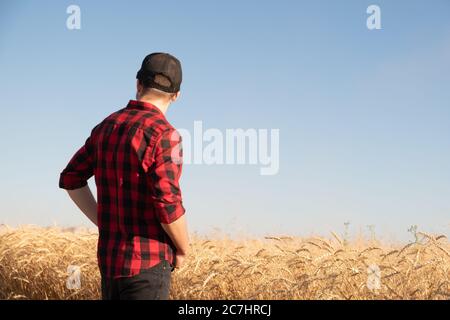 Homme millénaire regarde loin dans un champ de blé ou de seigle. Agriculteur moderne, gestion d'entreprise agricole, concept de propriétaire d'entreprise local Banque D'Images