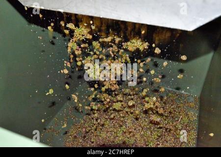 Récolte, transformation ultérieure des raisins, les raisins Riesling tombent du moulin à raisin en tva pour la coupe Banque D'Images