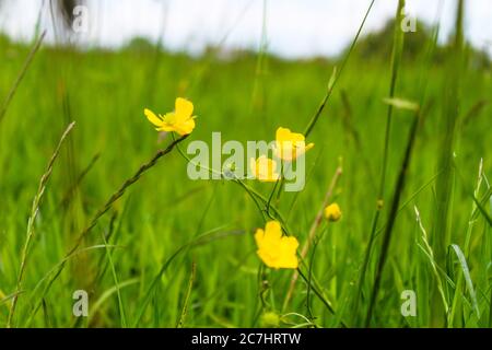 Cliché sélectif de fleurs jaunes en forme de buttercup, qui croissent parmi l'herbe verte Banque D'Images