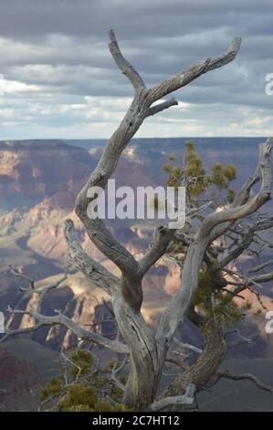 Près de deux milliards d'années d'histoire géologique de la Terre peuvent être vues au parc national du Grand Canyon, en Arizona. Canyon photographié avec un arbre mort. Patrimoine mondial de l'UNESCO Banque D'Images