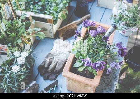 Plantez les paniers dans des pots et des paniers. Préparation pour la saison de jardinage. Banque D'Images