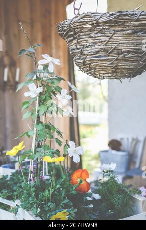 Clematis, Ranunculaceae et le Poppy islandais, Papaver nudicaule, sont de magnifiques fleurs d'été pour les patios et les balcons. Banque D'Images