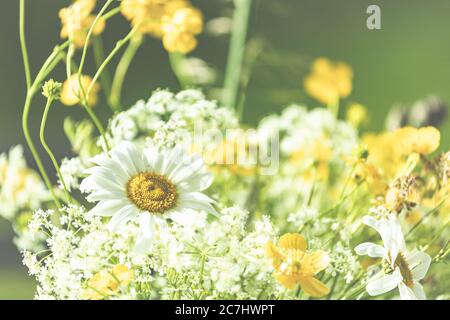 Printemps - le jardin fleurit dans la lumière du soleil. Marisines et tasses dans un vase dans le jardin. Banque D'Images