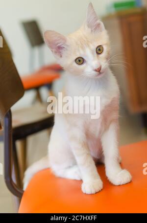 Un chaton domestique à poil court est assis dans une chaise, le 16 juillet 2020, à Theodore, Alabama. Le chaton a été sauvé après qu'il ait été abandonné par sa mère. Banque D'Images