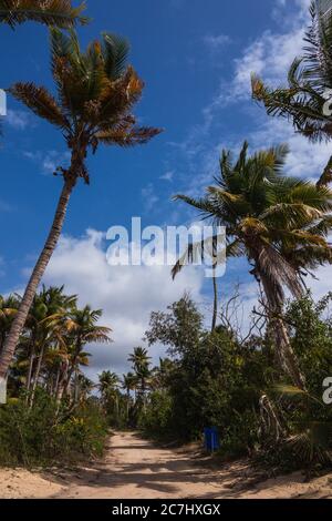 Un chemin de sable bordé de palmiers contre un ciel bleu et nuageux à Vieques, Porto Rico Banque D'Images