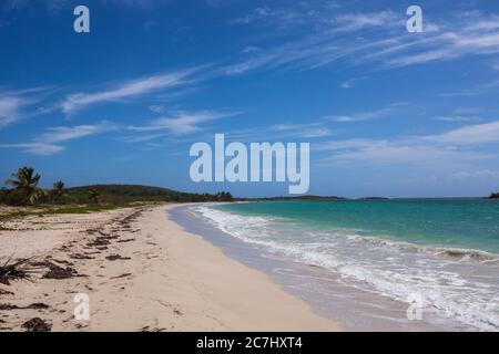 Une vue panoramique d'une plage à Vieques, surplombant la mer des Caraïbes, le sable blanc et les palmiers au loin Banque D'Images