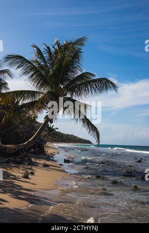 Un grand cliché de la plage de Zoni à Culebra, Porto Rico avec la mer des Caraïbes, les palmiers et les blancs en vue Banque D'Images