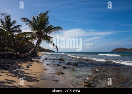 Un grand cliché de la plage de Zoni à Culebra, Porto Rico avec la mer des Caraïbes, les palmiers et les blancs en vue Banque D'Images