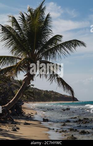 Un grand cliché de la plage de Zoni à Culebra, Porto Rico avec la mer des Caraïbes, les palmiers et les blancs en vue Banque D'Images