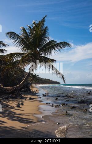 Un grand cliché de la plage de Zoni à Culebra, Porto Rico avec la mer des Caraïbes, les palmiers et les blancs en vue Banque D'Images