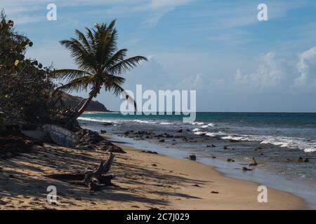 Un grand cliché de la plage de Zoni à Culebra, Porto Rico avec la mer des Caraïbes, les palmiers et les blancs en vue Banque D'Images