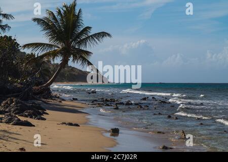 Un grand cliché de la plage de Zoni à Culebra, Porto Rico avec la mer des Caraïbes, les palmiers et les blancs en vue Banque D'Images