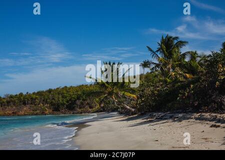 Un grand cliché de la plage de Zoni à Culebra, Porto Rico avec la mer des Caraïbes, les palmiers et les blancs en vue Banque D'Images