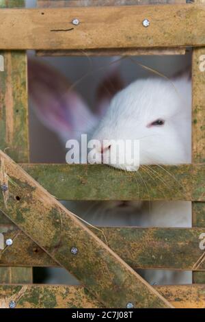 Cage à lapins blancs mignon Banque D'Images