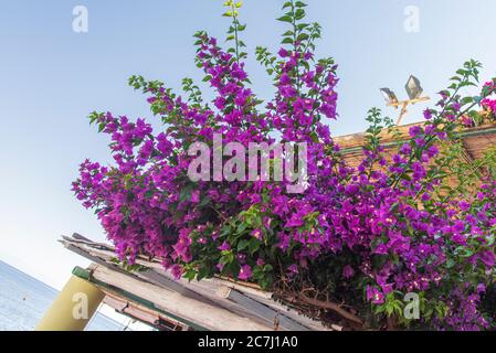 Sicile - impressions ensoleillés des îles éoliennes, également connues sous le nom d'îles éoliennes ou d'Isole Eolie : Lipari, Stromboli, Salina, Vulcano, Panarea, Filicudi et Alicudi. Bougainvillea sur Filicudi. Banque D'Images