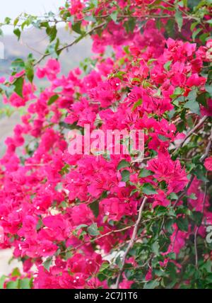 Bougainvilliers fleurit sur un fond flou format vertical Banque D'Images