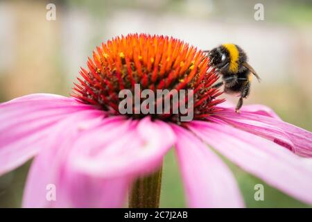Une abeille bombus lucorum Bumblebee à queue blanche, debout sur les pétales d'une échinacée rose, coneflower, appréciant le nectar. Banque D'Images