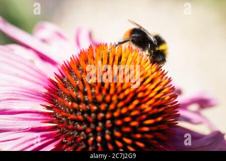 Abeille rouge à queue de bourdon, sur le cône d'une échinacée rose, parfois appelée coneflewer. Banque D'Images