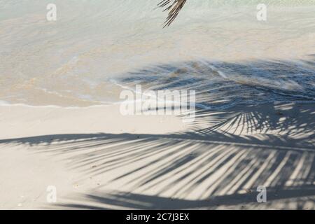 L'ombre des feuilles de palmier d'un palmier sur une plage de sable blanc près de la marée, à Culebra, Porto Rico Banque D'Images