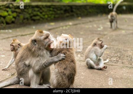 Les singes à Ubud Bali Banque D'Images