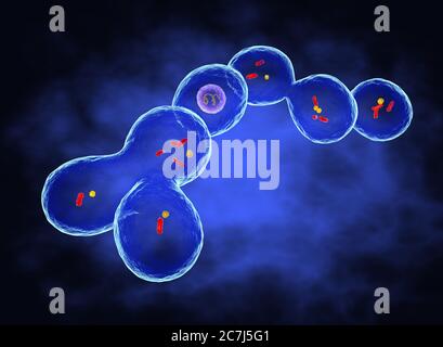 Illustration de Leuconostoc citreum. L. citreum appartient au groupe des bactéries produisant de l'acide lactique. Il est utilisé dans le système de culture de départ pour la fermentation des kimchi, un produit de chou fermenté. Banque D'Images