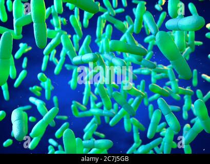 Illustration de Mycobacterium leprae, une bactérie Gram-positive qui est la cause de la lèpre (maladie de Hansen). Il existe trois formes de la maladie, le lépromatose étant la lèpre la plus sévère, la lèpre tuberculeuse et la lèpre limite. La maladie se propage chez l'homme par des gouttelettes de mucus nasal et une personne n'est infectieuse que durant les premiers stades de la lèpre. Les lésions nerveuses se produisent généralement dans les membres et les zones du visage, ce qui peut entraîner des lésions cutanées, la cécité et la défiguration. Banque D'Images