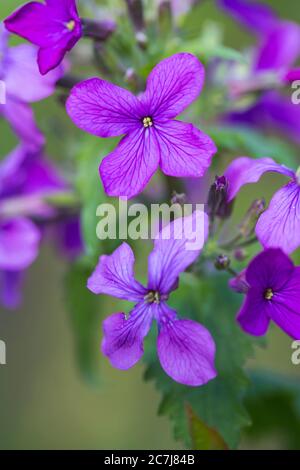 Usine d'honnêteté, l'honnêteté annuelle (Lunaria annua), fleurs, pays-Bas Banque D'Images