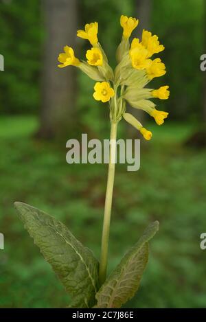 Cowslip, Cowslip primrose (Primula veris, Primula officinalis), floraison, Allemagne, Bavière Banque D'Images