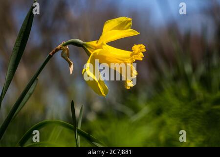 Spanisch daffodil (Narcissus pseudophonarcissus subsp. Major), fleur, pays-Bas, Frise Banque D'Images