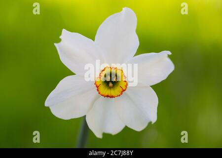 Daffodil de l'œil du faisan, narcisse de l'œil du faisan, narcisse du poète (Narcissus poeticus), fleur, pays-Bas, Frison Banque D'Images