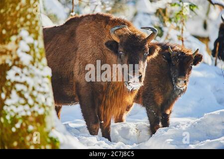 Bison européen, wisent (Bison bonasus), vache avec veau dans la neige, en regardant vers caméra, Allemagne, Bavière, parc national de la forêt bavaroise Banque D'Images