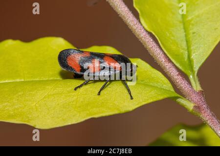 Froghopper rouge et noir (Cercovis vulnerata, Cercovis sanguinea), assis sur une feuille, vue latérale, Allemagne, Bavière Banque D'Images