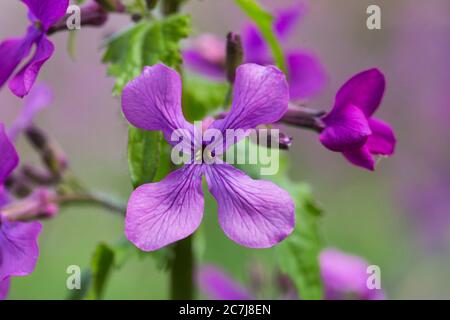 Usine d'honnêteté, l'honnêteté annuelle (Lunaria annua), fleur, pays-Bas Banque D'Images