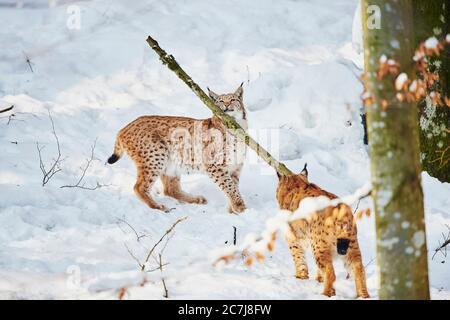 lynx du nord (lynx du Nord), deux lynx du Nord se rencontrent dans la neige, Allemagne, Bavière, parc national de la forêt bavaroise Banque D'Images