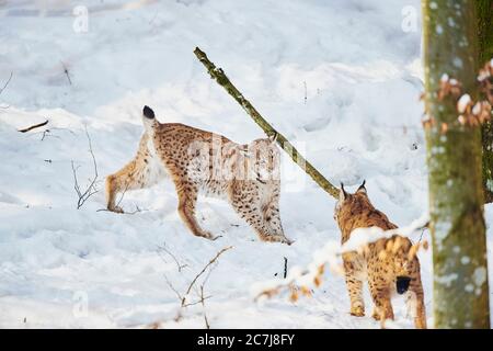 lynx du nord (lynx du Nord), deux lynx du Nord se rencontrent dans la neige, Allemagne, Bavière, parc national de la forêt bavaroise Banque D'Images