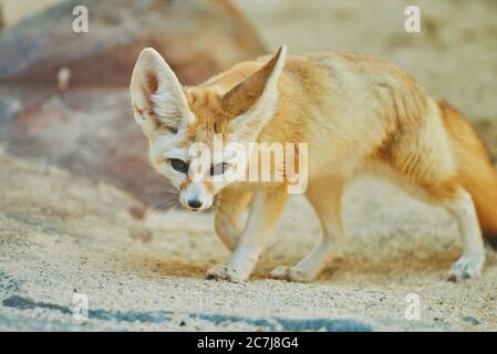 fennec renard (Fennecus zerda, Vulpes zerda), sur l'alimentation, Afrique Banque D'Images