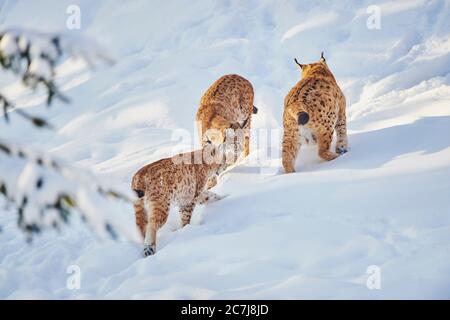 lynx du nord (lynx du Nord), trois lynx du Nord dans la neige, Allemagne, Bavière, parc national de la forêt bavaroise Banque D'Images