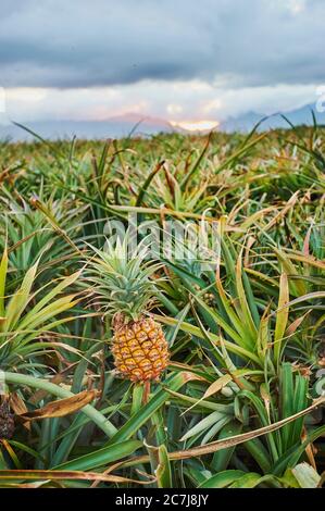 Ananas (Ananas comosus, Ananas sativus), plantation d'ananas, États-Unis, Hawaï, Oahu Banque D'Images