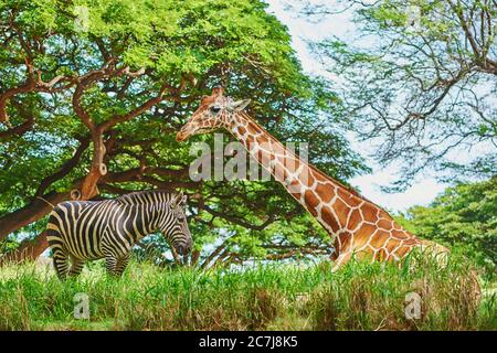 Girafe réticulée (Giraffa camelopardalis reticulata), avec zébrée commune, Afrique Banque D'Images