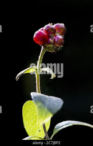 Chèvrefeuille italienne, woodbine italienne, chèvrefeuille perfoliée (Lonicera caprifolium), infra-testicule sur fond noir Banque D'Images