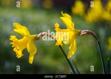 Spanisch daffodil (Narcissus pseudophonarcissus subsp. Major), fleurs, pays-Bas, Frise Banque D'Images