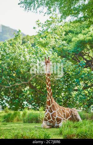 Girafe réticulée (Giraffa camelopardalis reticulata), repose sur le sol, l'Afrique Banque D'Images