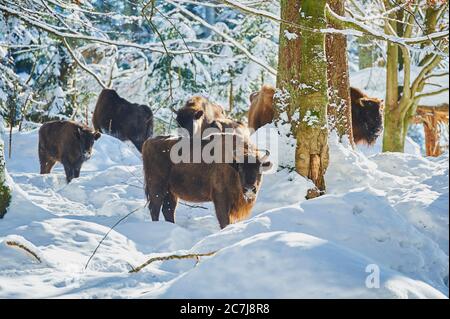 Bisons européens, wisent (Bison bonasus), troupeau dans une forêt d'hiver, Allemagne, Bavière, parc national de la forêt bavaroise Banque D'Images