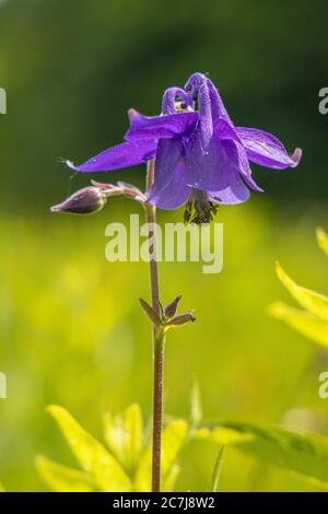 columbine européenne (Aquilegia vulgaris), fleur, Allemagne, Bavière, Chiemseemoore Banque D'Images