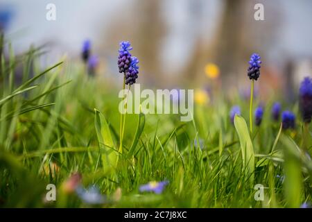 Jacinthe de raisin (Muscari latifolium), floraison dans un pré, pays-Bas Banque D'Images