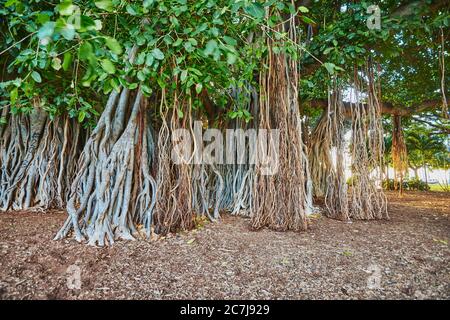 Indian banyan (Ficus benghalensis), arbres à Waikiki Beach, États-Unis, Hawaï Banque D'Images