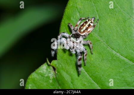 Spider de saut, Paraphidipus aurantius, femme Banque D'Images