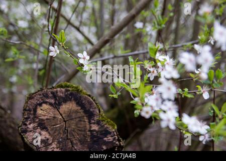 Cerisier sauvage, fleurs, détail Banque D'Images