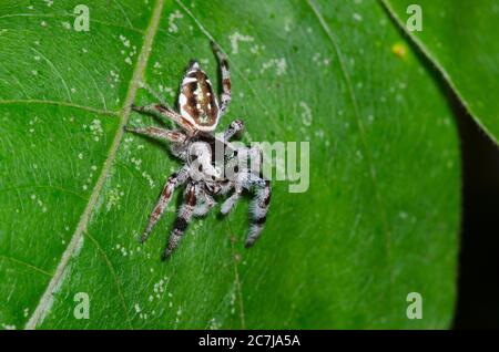 Spider de saut, Paraphidipus aurantius, femme Banque D'Images